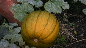 pumpkin squash food vegetables